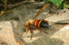 虎頭蜂吃什么