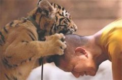 虎頭蜂蜇人后自己會死嗎