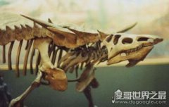 有角鱷是什么物種