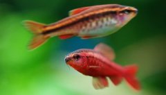 櫻桃燈魚(yú)是什么魚(yú)