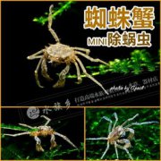 蜘蛛蟹壽命有多長