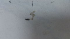 這是飛蟻還是白蟻