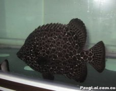 魚蟲是什么東西