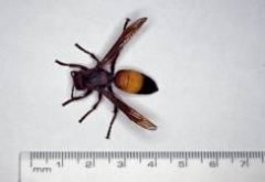黃腰虎頭蜂能蟄死人嗎