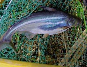 虎頭鯊洋芋池要多大的