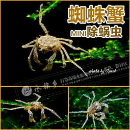 蜘蛛蟹壽命有多長