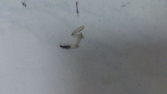 這是飛蟻還是白蟻