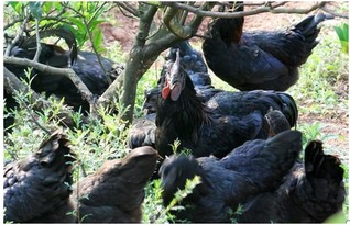 烏雞和烏骨雞一樣嗎