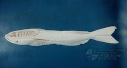 印魚乘的船指的是什么