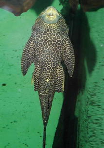 吸盤魚和清道夫有什么不同