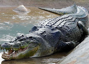 咸水鱷生活在海里嗎