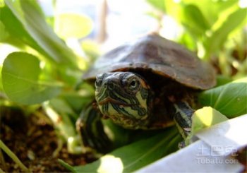 小巴西紅耳龜怎么養