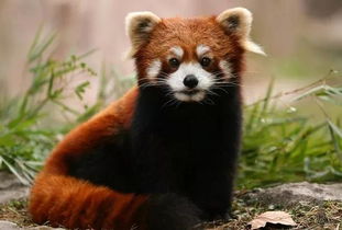 小熊貓是浣熊嗎