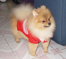 小狐貍狗是什么品種