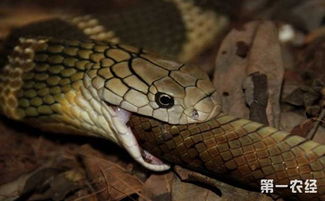 眼鏡蛇和眼鏡王蛇有什么不同