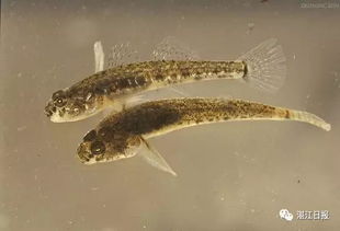 蝦虎魚最大能長多大