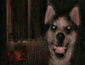 微笑狗是真的嗎