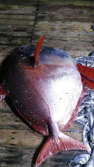 月亮魚長什么樣子