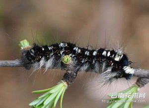 松毛蟲有毒嗎