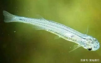 牙簽魚鉆入女孩會怎樣