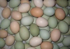 烏雞蛋和普通雞蛋有什么不同