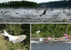 五大湖有亞洲鯉魚嗎