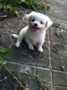 養俊介犬需要注意什么