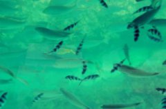 印魚在大海中乘船周游一舉兩得指的是什么