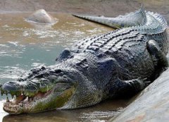 咸水鱷生活在海里嗎
