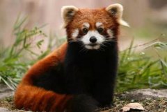 小熊貓是浣熊嗎