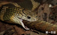 眼鏡蛇和眼鏡王蛇有什么不同