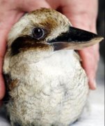 笑翠鳥可以養嗎