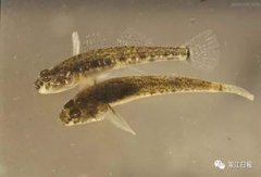 蝦虎魚(yú)最大能長(zhǎng)多大