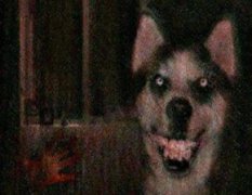 微笑狗是真的嗎