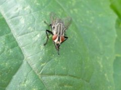 無頭蒼蠅的意思是什么