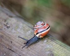 蝸牛養久了會認主人嗎