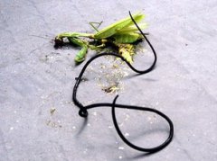 鐵線蟲可以控制人類嗎