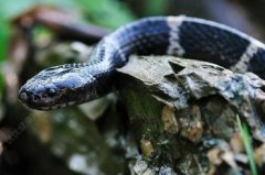 銀環蛇咬傷后多久會死