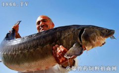 鱘魚(yú)是什么魚(yú)