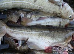 鱈魚是深海魚嗎