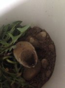 鼴鼠的耳朵有什么作用