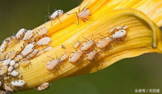 蚜蟲用什么土方法治