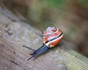 蝸牛養久了會認主人嗎