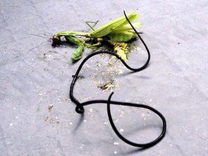 鐵線蟲可以控制人類嗎