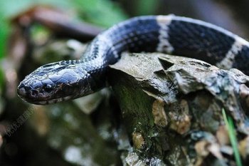 銀環蛇咬傷后多久會死