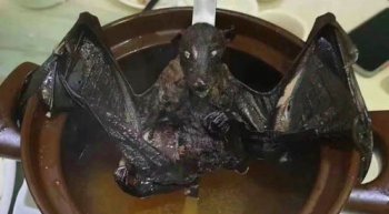 三吱兒是什么東西