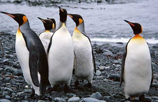 企鵝屬于鳥類嗎