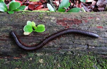 千足蟲是害蟲還是益蟲