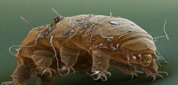 水熊蟲生活在哪里