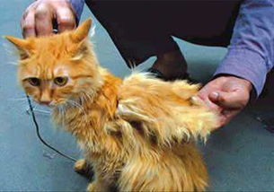 天使貓是什么品種